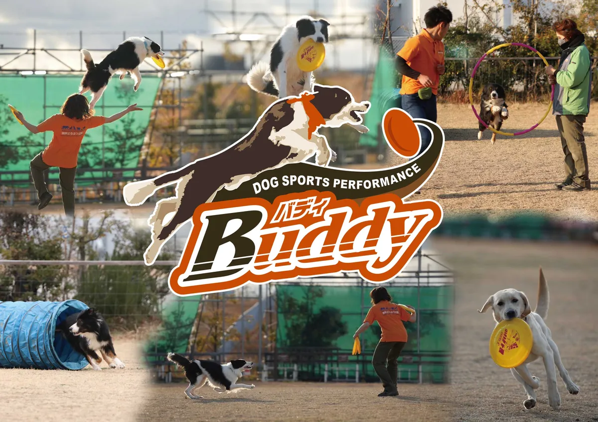 Animal kingdom banner